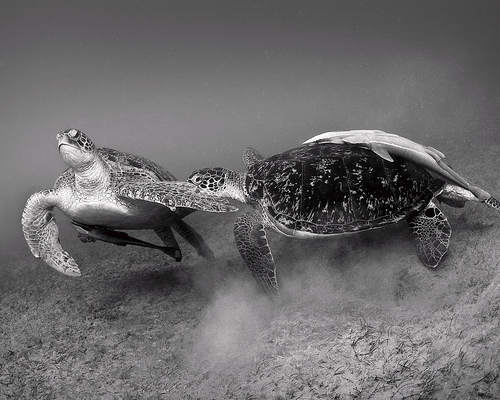 Черепахи бухты Абу-Дабаб